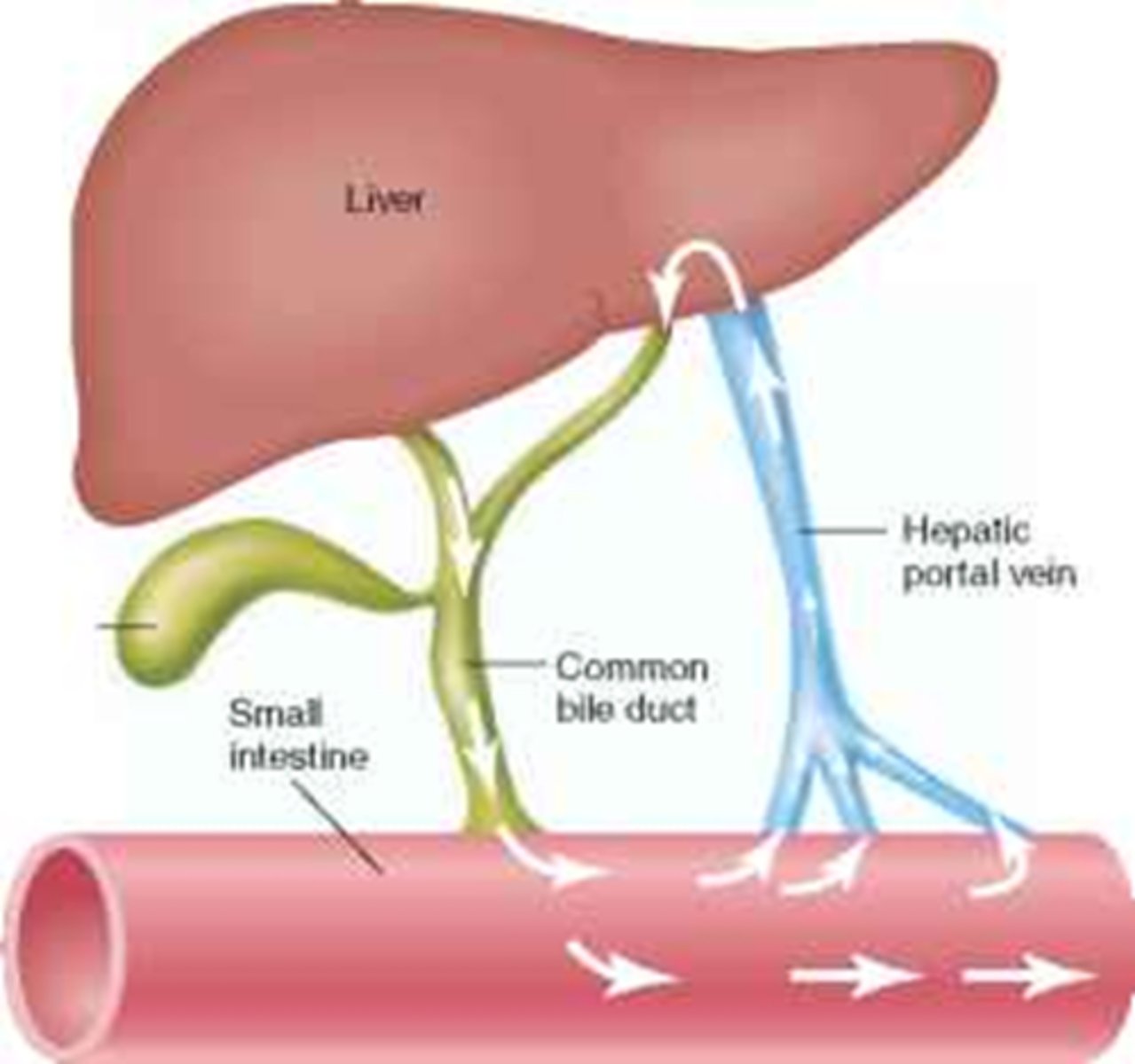 <p>drug in small intestine is absorbed, enters liver, then bile, then transported back to SI where it is reabsorbed back into blood (cycles)</p><p>cycle will stop when drug is metabolized (ex: more water soluble) or excreted by kidney or both</p>