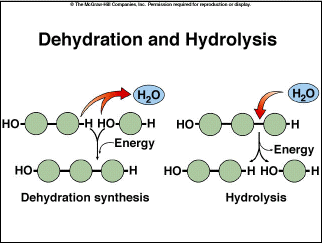 <p>Release of water, forming bond between monomer, releasing water</p>