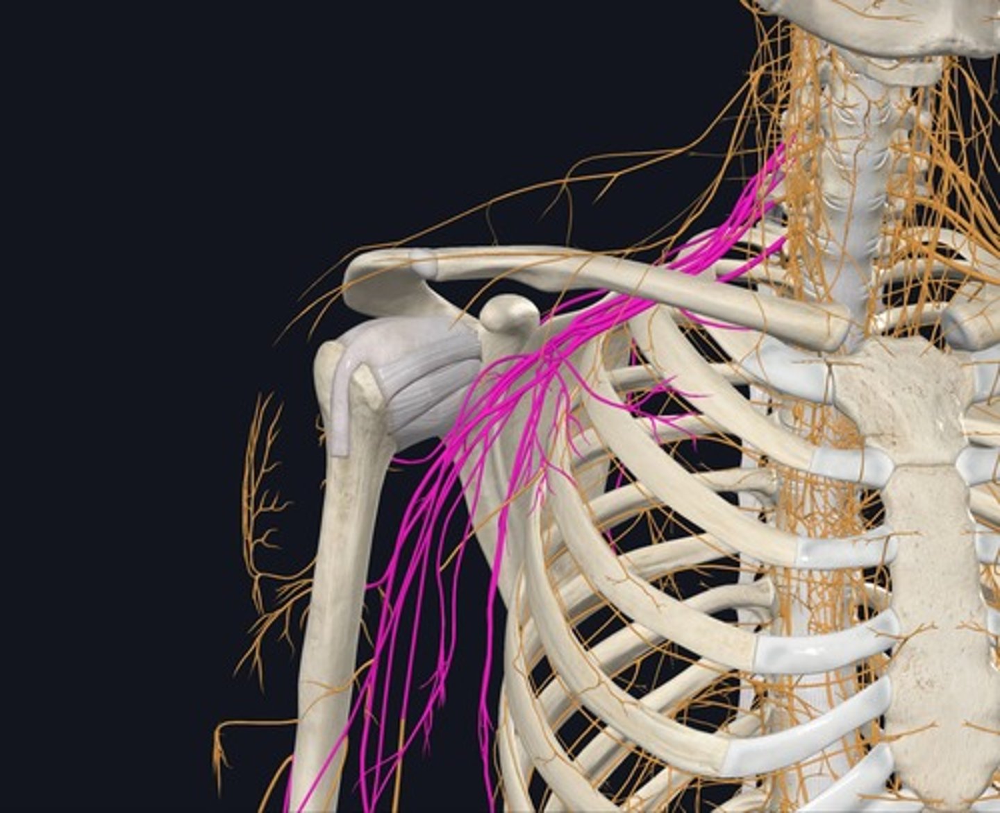 <p>Name the stucture the highlighted purple nerves make.</p>