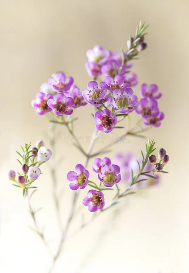 <p>Latin name?</p>