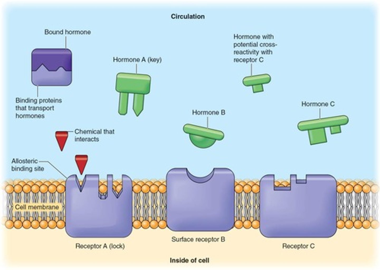 <p>It refers to how a hormone's signal is relayed only to target cells that express the specific receptor for that hormone.</p>
