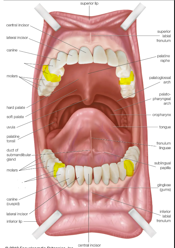 knowt flashcard image