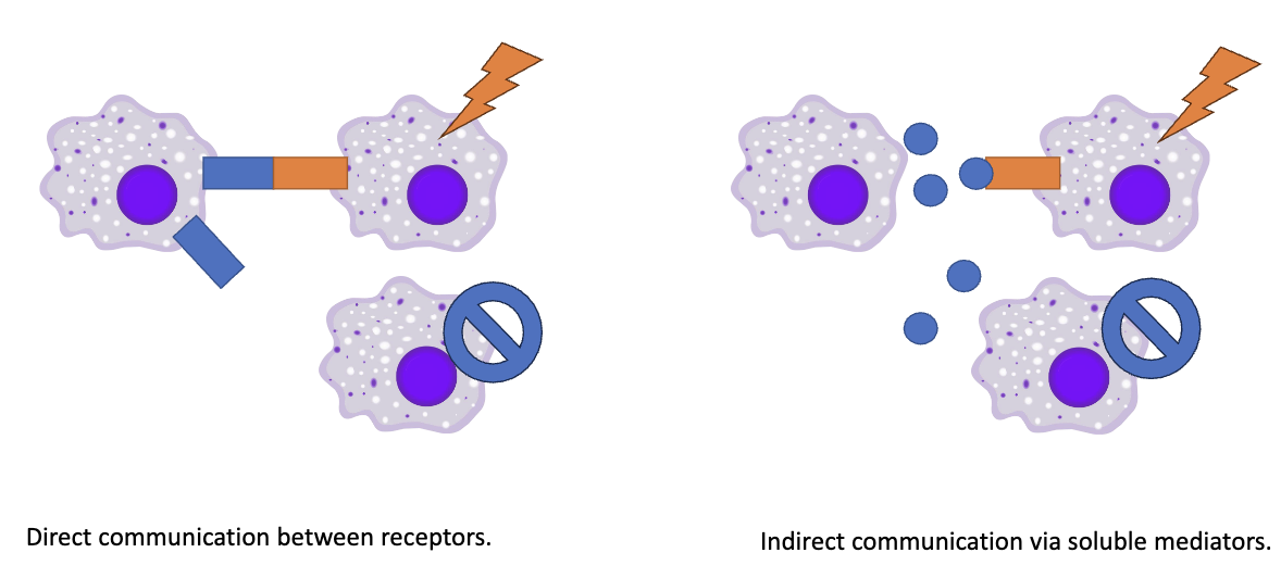 <ul><li><p>No — a cell can only respond if it has the <strong>matching receptor</strong></p></li><li><p>Receptor-ligand pairs = <strong>“cognate pairs”</strong></p></li></ul><p>**Review cognate for test</p><p></p>