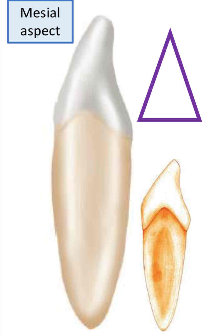 <p>what is the GEOMETRIC outline for the mesial and distal view of the mandibular right central incisor?</p>