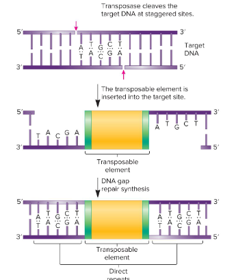 <p>What are the steps of transposition via transposase (simple transposition)?</p>