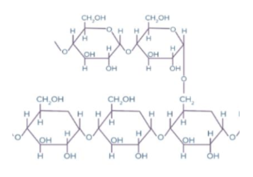 <p>Phosphorylase and amylase are enzymes that catalyze the hydrolysis of glycogen (pictured) and starch, respectively. What types of bonds do they break?</p><p>A. ⍺-1,4-glycosidic bonds</p><p>B. Hydrogen bonds</p><p>C. Ionic bonds</p><p>D. β-1,4-glycosidic bonds</p><p>E. Peptide bonds</p>