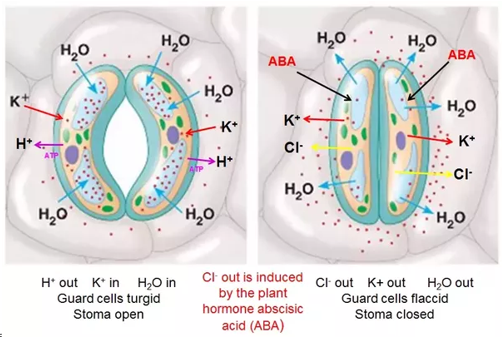 <p>changes in turgor pressure open and close stomata</p><ul><li><p>turgid = guard cells bow outward and pore between them opens; K+ and water absorption cause</p></li><li><p>flaccid = guard cells become less bowed and the pore closes; K+ and water loss cause</p></li><li><p>result from absorption and loss of K+ by the guard cells</p></li></ul><p></p>