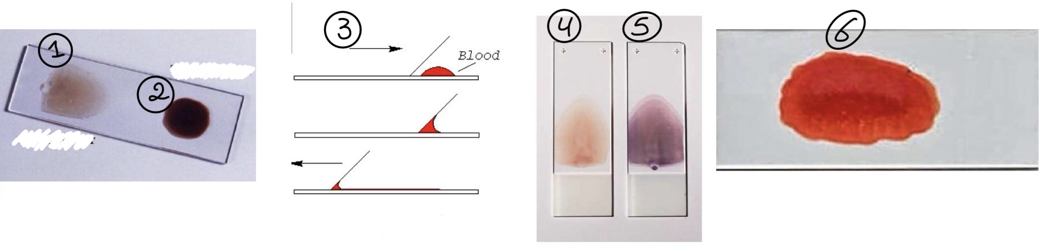 <p>A- what is the method of examination used here</p><p>B-identify the used technique</p><p>C- identified 1,2,3,4,5,6</p>