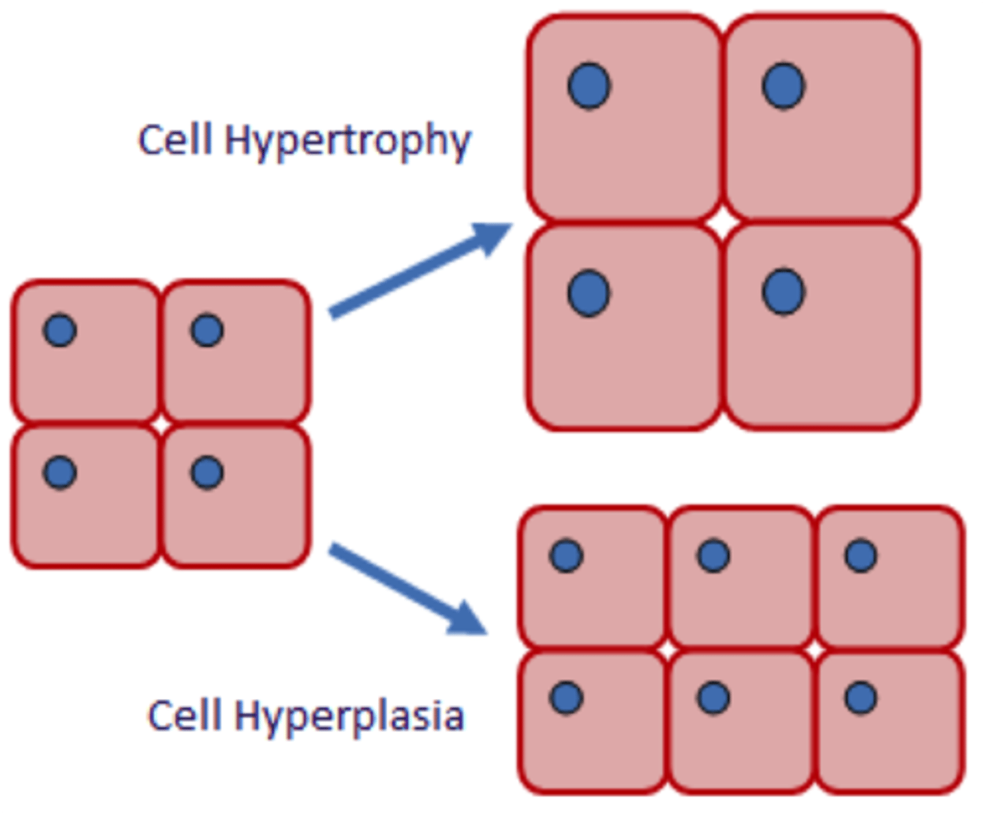 <p>Hypertrophy - increase in size</p><p>Hyperplasia - increase in number</p>