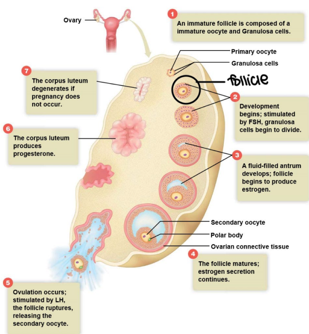 <p>luteinizing hormone (LH) </p>