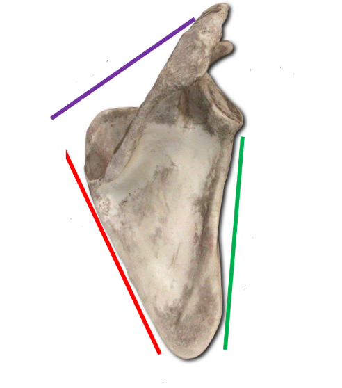 <p>What is between the red and green line? </p>