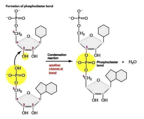 <p>a condensation reaction </p>