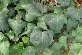 <p>Algerian Ivy</p>
