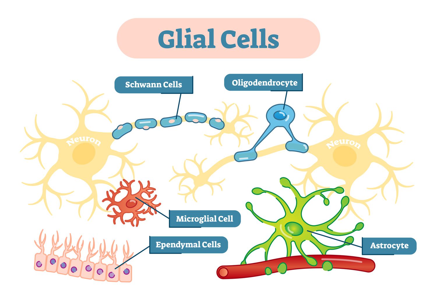 <ul><li><p>Cells that provide physical support for neurons to grow </p><ul><li><p>make up around 90% of he brain (50;1)</p></li></ul></li><li><p>surround and transfer nutrients to neurons, clean up neuron remains, and provide insulation</p></li></ul><p></p>