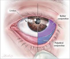 <p>Thin, protective mucous membrane that covers the anterior eye, except cornea</p>