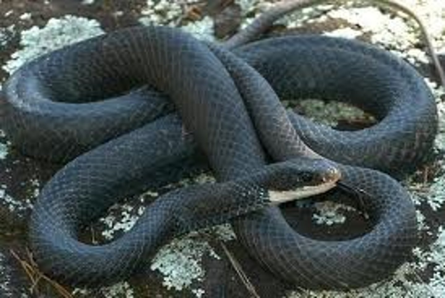 <p>Coluber constrictor</p>