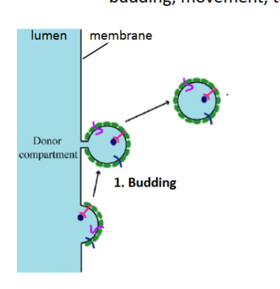 <p>budding, movement, tethering and fusion</p>