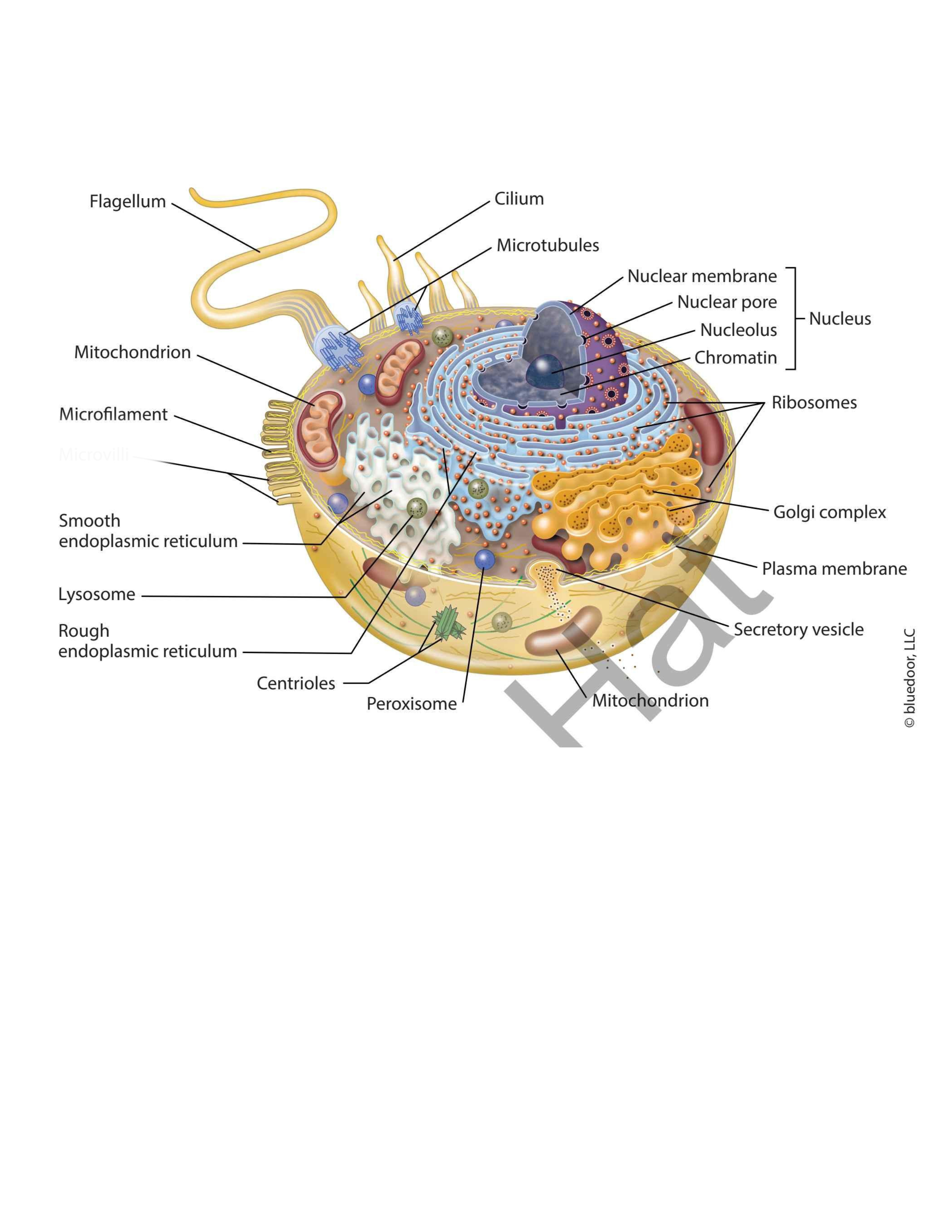 term image