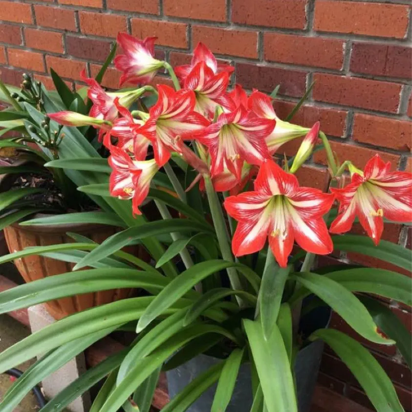 <p>Amaryllis</p>