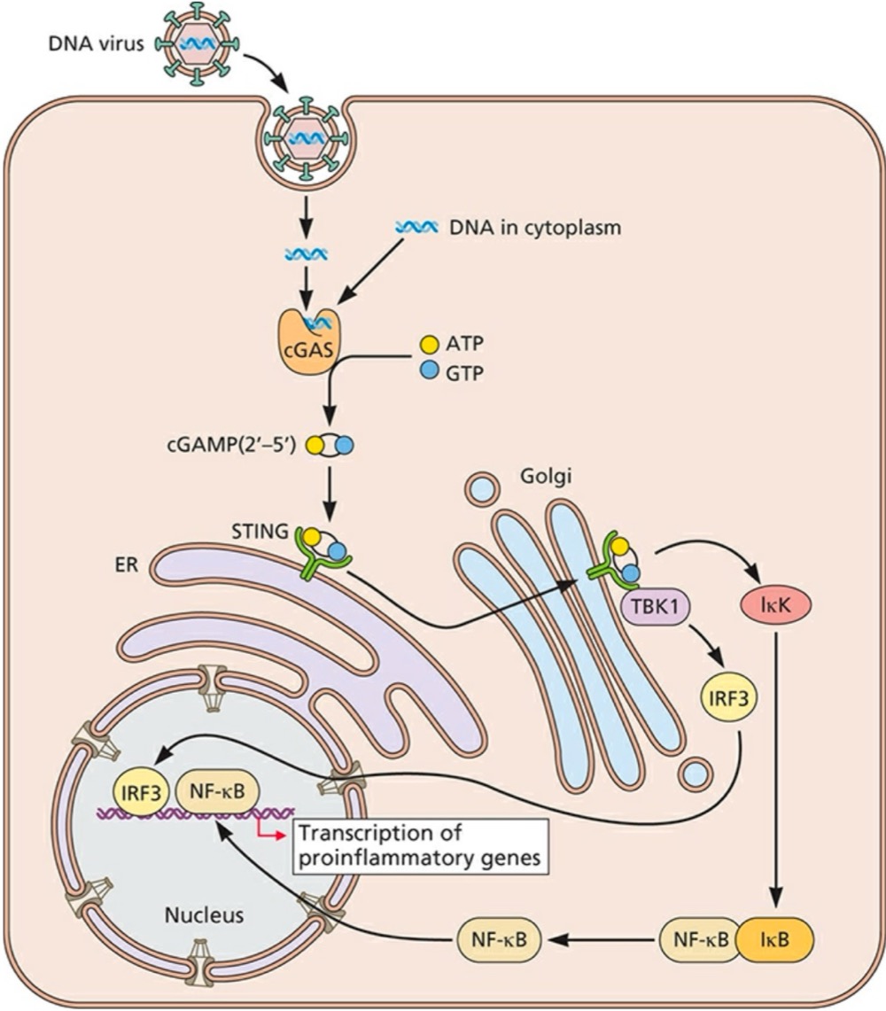 <p>What does cGAMP (2’-5’) do after its synthesized?</p><img src="blob:null/87a95547-4b97-4171-b405-789da5132a72">