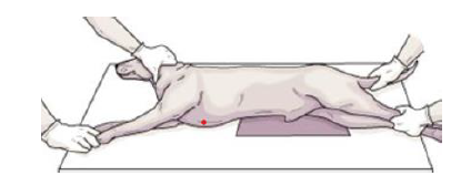 <p>A position in which the animals are placed lying on their side</p>