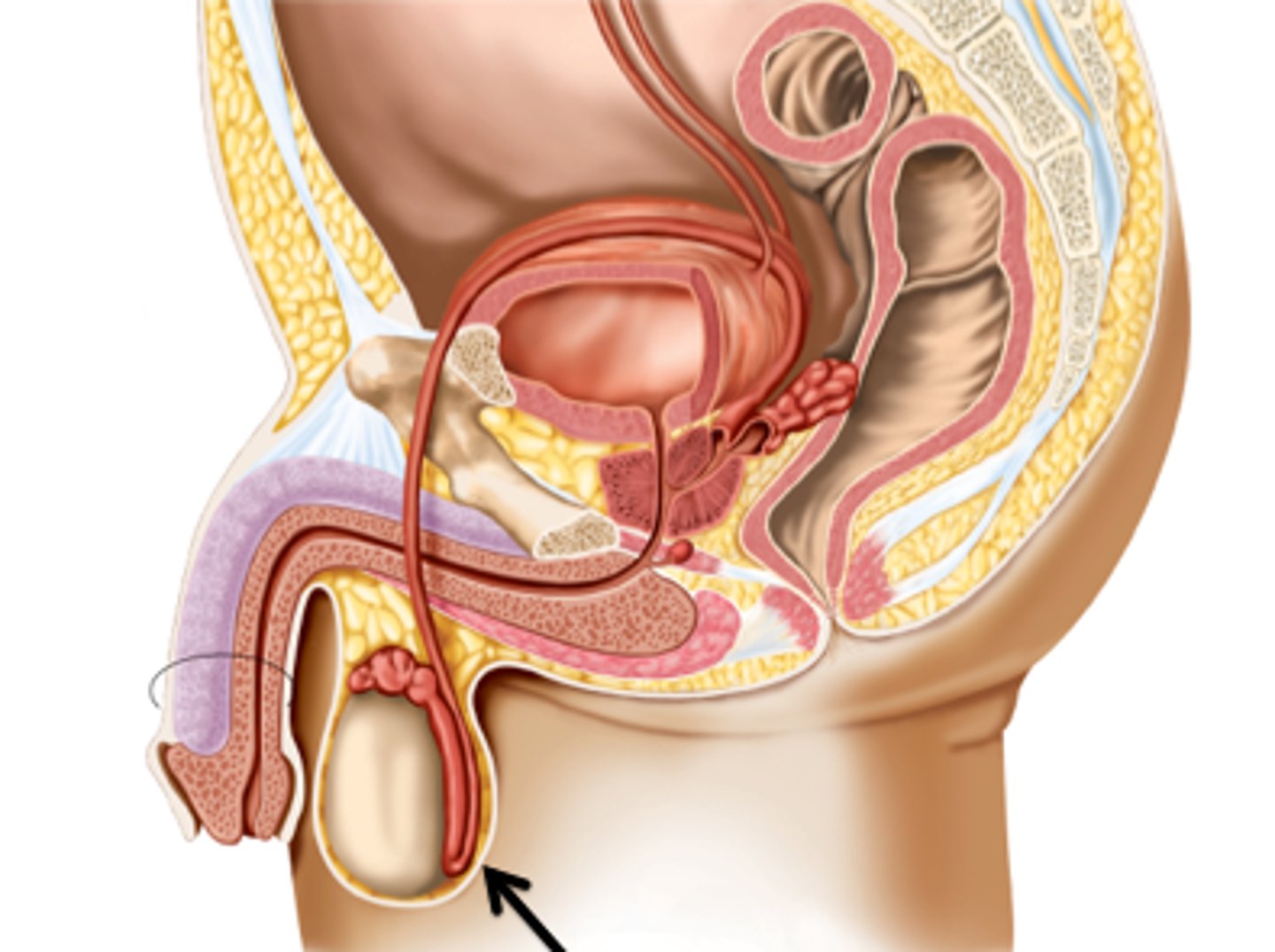 <p>Pouch containing testes, regulates temperature.</p>