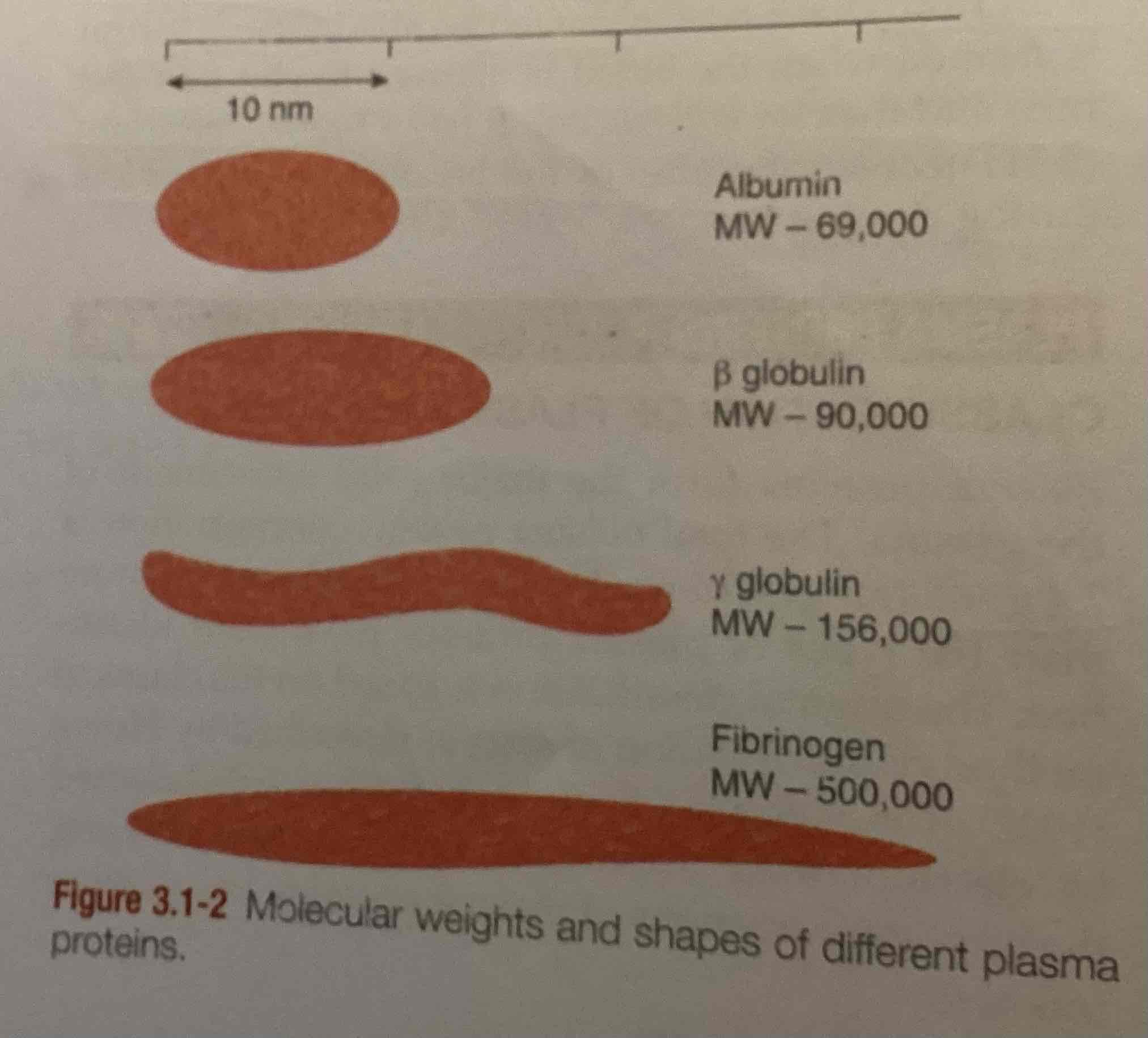 <p>Fibrinogen has highest molecule or weight (500,000), the least is of albumin (69,000) </p>