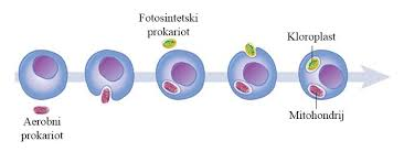 <p>endosimbiotska teorija</p>