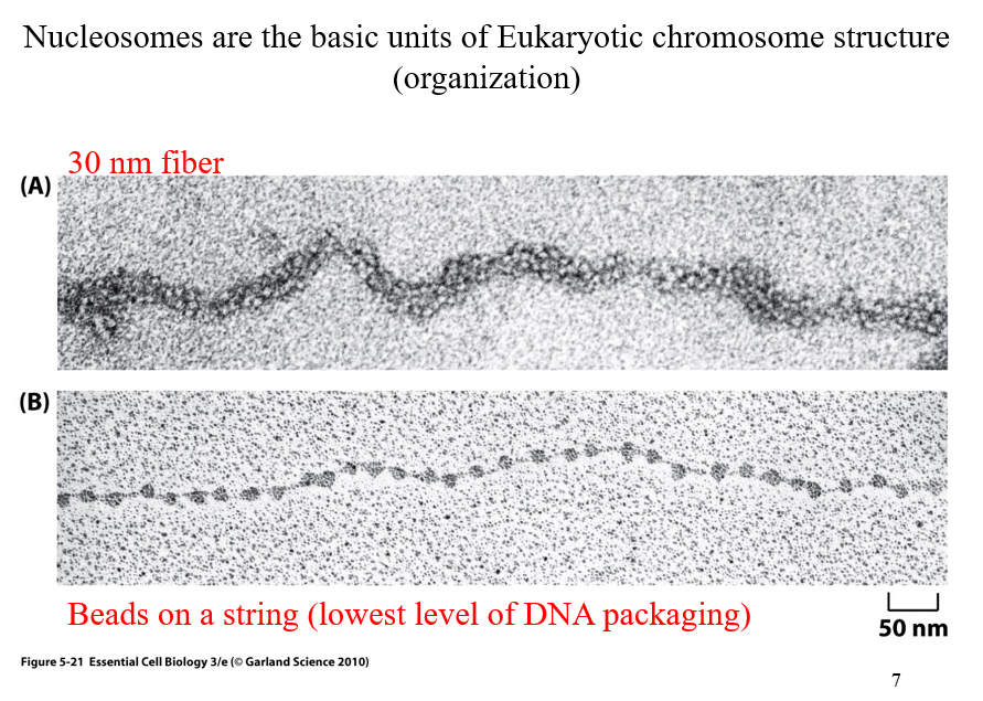 <ul><li><p>30nm fiber appears thicker, it ends up beading to additional proteins (another level of organization)</p></li><li><p>Beads on a string is the lowest level of DNA packaging</p><ul><li><p>above DNA double helix where DNA wrapped around nucleosomes</p></li></ul></li></ul><div data-type="horizontalRule"><hr></div><p><span data-name="mag" data-type="emoji">🔍</span> <strong>What’s Shown in the Images:(B) Bottom Image – "Beads on a string"</strong></p><ul><li><p>This is the <strong>least compacted form</strong> of chromatin.</p></li><li><p>Each "bead" = <strong>nucleosome</strong>, which consists of:</p><ul><li><p><strong>DNA</strong> wrapped around a <strong>histone protein core</strong></p></li><li><p>~147 base pairs of DNA wrap around each histone</p></li></ul></li><li><p>The "string" = <strong>linker DNA</strong> between nucleosomes.</p></li><li><p>This structure is visible under an electron microscope when chromatin is <strong>gently unfolded</strong>.</p></li><li><p><strong>Functional state</strong>: Often associated with <strong>active genes</strong> (euchromatin).</p></li></ul><p><strong>(A) Top Image – "30 nm fiber"</strong></p><ul><li><p>This is a <strong>more compact</strong> and organized form of chromatin.</p></li><li><p>The "beads on a string" structure coils into a <strong>thicker 30-nanometer fiber</strong>.</p></li><li><p>Involves interactions between nucleosomes and additional histone proteins (e.g. H1).</p></li><li><p><strong>Functional state</strong>: More compact = <strong>less transcriptionally active</strong>.</p></li></ul><p><span data-name="brain" data-type="emoji">🧠</span> <strong>Big Picture: Why This Matters</strong></p><p>Eukaryotic DNA is extremely long and must be <strong>tightly packed</strong> to fit into the nucleus—but also organized so that <strong>genes can be accessed when needed</strong>. The packaging levels help regulate this:</p><table style="min-width: 75px"><colgroup><col style="min-width: 25px"><col style="min-width: 25px"><col style="min-width: 25px"></colgroup><tbody><tr><th colspan="1" rowspan="1"><p>Structure</p></th><th colspan="1" rowspan="1"><p>Appearance</p></th><th colspan="1" rowspan="1"><p>Functionality</p></th></tr><tr><td colspan="1" rowspan="1"><p>Beads-on-a-string</p></td><td colspan="1" rowspan="1"><p>Loosely packed</p></td><td colspan="1" rowspan="1"><p>Easier for gene access</p></td></tr><tr><td colspan="1" rowspan="1"><p>30 nm fiber</p></td><td colspan="1" rowspan="1"><p>Condensed coil</p></td><td colspan="1" rowspan="1"><p>More storage-efficient, less active</p></td></tr></tbody></table><p><span data-name="pushpin" data-type="emoji">📌</span> <strong>Key Takeaways:</strong></p><ul><li><p>The <strong>nucleosome</strong> is the first level of DNA compaction.</p></li><li><p>Chromatin exists in different <strong>packaging states</strong>, which affect <strong>gene expression</strong>.</p></li><li><p>DNA wraps around histones to form the "beads on a string" (euchromatin).</p></li><li><p>These beads coil into thicker fibers (heterochromatin-like 30 nm fiber) for further compaction.</p></li></ul><p></p>