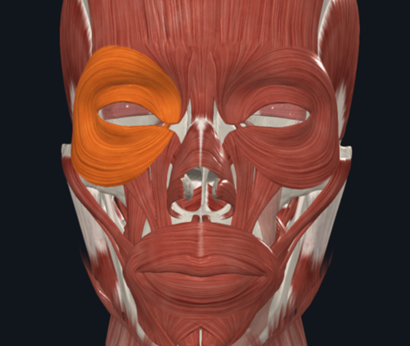<p>Where is the attachment of the Orbicularis oculi muscle what is its function? (E,E,N)</p>
