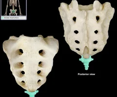Fusion of four small vertebrae \n -Attachment site for ligaments and muscles \n -Fuses at 26 years \n -May fuse with the sacrum in older individuals

Four fused vertebrae forming the "tailbone" \n Co1-Co4