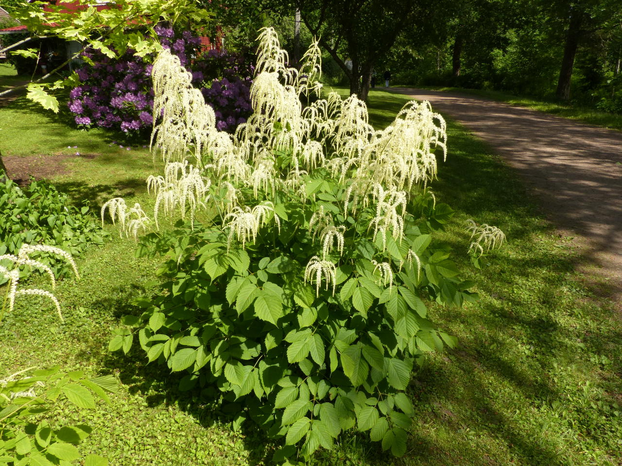 <p>Isotöyhtöangervo</p>