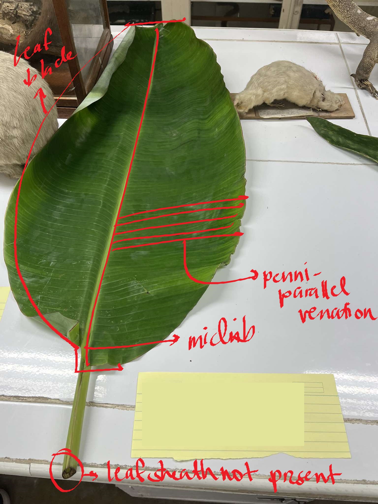 <p>banana</p>