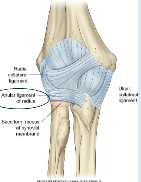 <p></p><p></p><ul><li><p>Stabilises radial head in radial notch</p></li><li><p>Both ends attach to the anterior and posterior margins of the radial notch of the ulna- hereby surrounding the radial head and neck</p></li><li><p>Fibrous joint capsule also attaches as well as radial collateral ligament</p></li></ul><p></p>