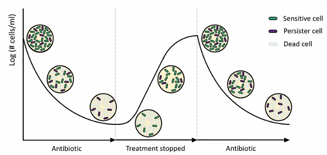 <p>AB toevoegen: bact afdoden →verwachten helemaal op x as MAAR is niet</p><p>Plateau fase:</p><ul><li><p class="MsoListParagraphCxSpMiddle">Waarom blijven? →resistent: isoleren →terug opgroeien zonder AB →AB hierna toevoegen: bact niet afgedood →verhogen zelfs</p></li><li><p class="MsoListParagraphCxSpMiddle">Persistes: resistent maar slapen beetje: isoleren →terug opgroeien zonder AB →AB hierna toevoegen: bact afgedood voor deel</p></li></ul><p></p>