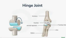 <p>ROM is flexion/extension </p><p>Elbow and knee</p>