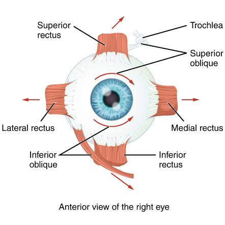 <p>lateral rectus (eye)</p>