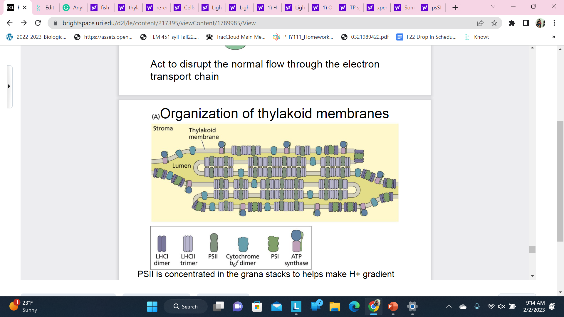 PSSII is concentrated in the grana stacks to helps make H+ gradient - less volume to fill means concentration increases with fewer H+ ions 

\
PSI and ATPase are concentrated in the stromal lamellae so products can diffuse away to be used 

\
Cytochrome and other carriers transport e- between photosystems