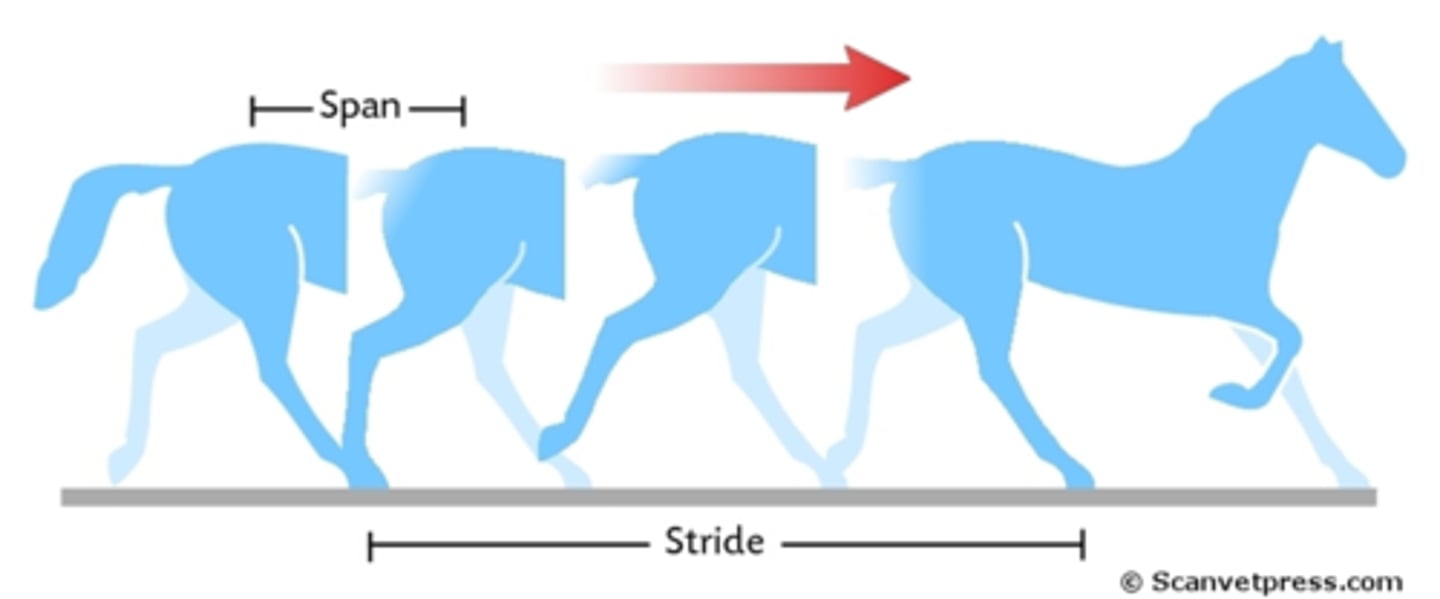 <p>-Swing phase = where the foot is airborne</p><p>-Stance phase = where the foot is in contact with the ground</p>