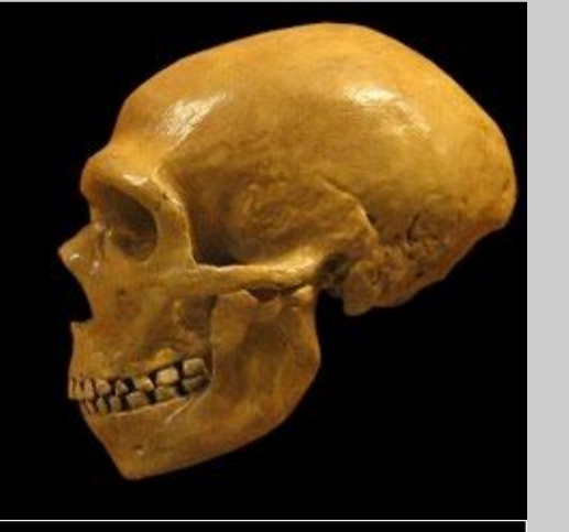<p>Neanderthals</p>