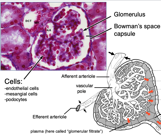 <p>afferent</p><p>because helps force fraction of plasma that goes into Bowman’s space</p>