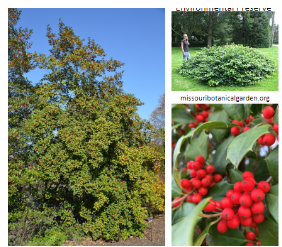 <p>-tree -less shiny leaves -more spiky leaves -berries tight on branch</p>