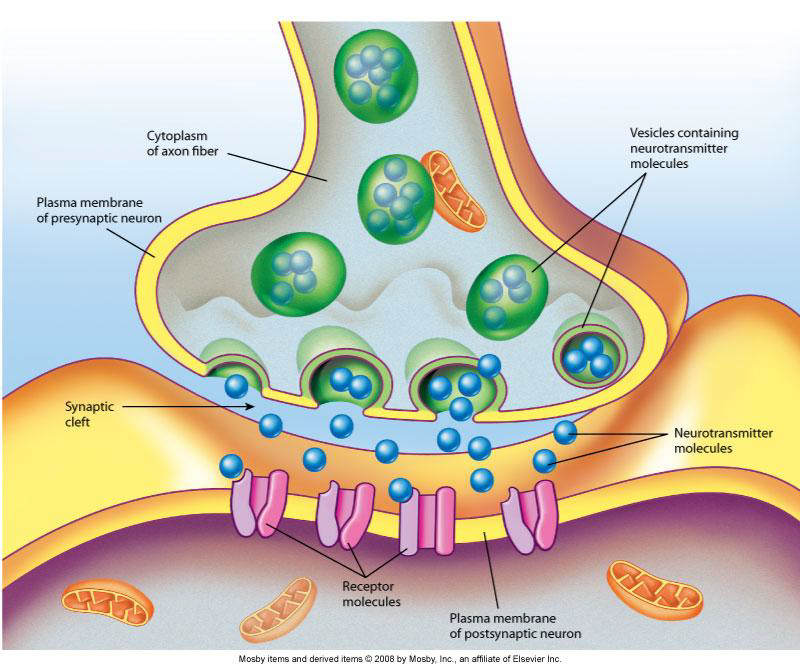 <p>How is neurotransmitter action ended in the synaptic cleft?</p>