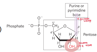 <ul><li><p>Nucleoside = nitrogenous  base (purine or pyrimidine) + pentose. </p></li><li><p>Nucleotide = nucleoside (purine or pyrimidine base, pentose) + ≥1 phosphate.</p></li></ul><p></p>
