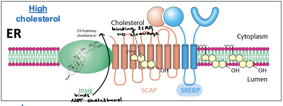 <p>Insig is bound to 2,5-hydroxy-cholesterol and SCAP is bound to cholesterol. Cholesterol bound to SCAP means SCAP cannot activated the proteases needed for cleavage of SREBP.</p>