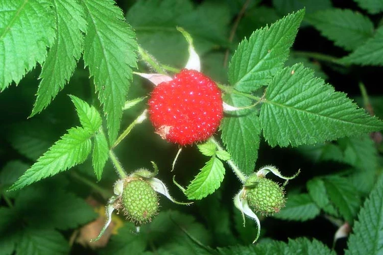 <p>Biological Origin:<strong> Rubus rosifolius Sm. (Rosaceae)</strong></p><p>Common Name: <strong><u>Raspberry, Roseleaf Raspberry</u></strong></p><p>Part used: <strong>Fruits, Leaves, Roots</strong></p><p>Medicinal use:</p><p>Fruits</p><p><strong>● Antioxidant ● Antimicrobial</strong></p><p>Leaves, Roots</p><ul><li><p><strong>treatment of diarrhea thru decoction</strong></p></li></ul><p>Secondary metabolites:</p><p><strong>● Phenols ● Alkaloids ● Steroids</strong></p>