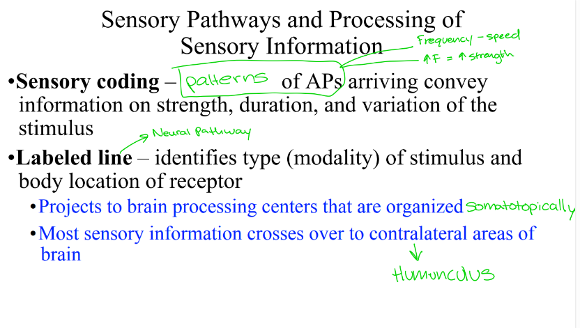 <p>A ______ means:</p><ul><li><p>Each sensory pathway is “labeled” for:</p><ul><li><p>Modality (touch, pain, temperature, vision, etc.)</p></li><li><p>Location (which body part)</p></li></ul></li></ul><p>The brain doesn’t analyze the stimulus itself — it just asks:</p><p>Which pathway is active? </p><p>If the pain pathway from the hand fires:</p><ul><li><p>The brain perceives pain in the hand</p></li><li><p>Even if the stimulus is artificial (electrical stimulation)</p></li></ul><p></p>
