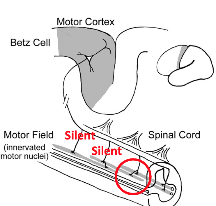 <p>When synapses of a motor field are silent…</p>