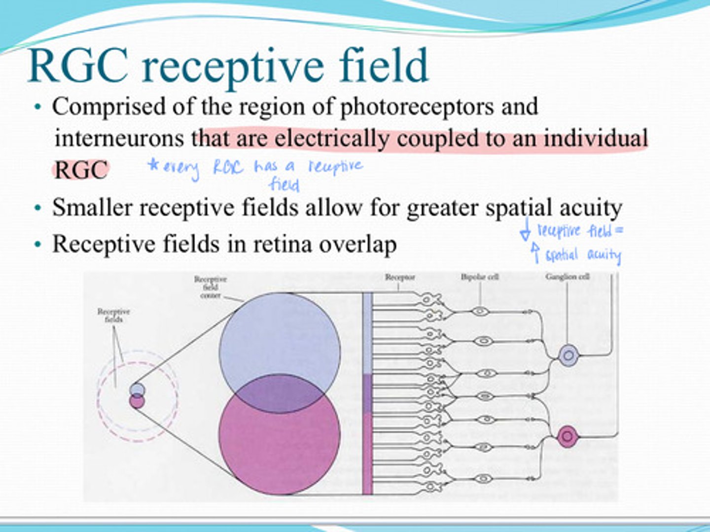 <p>Do receptive fields in the retina overlap?</p>