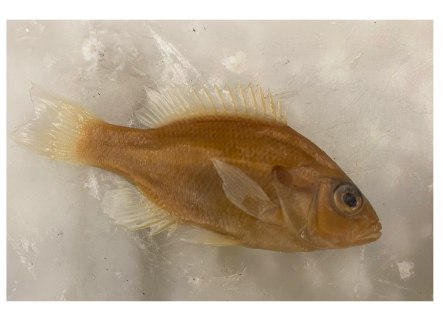 <p>What is the species and common name of this vertebrate that’s in Order Perciformes and Family Centrarchidae (Sunfishes, Black Basses)</p>